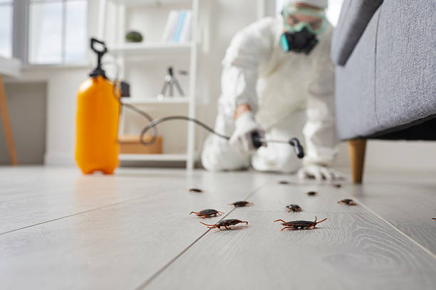 Post-Treatment Bed Bug Interceptor Monitoring in Chama